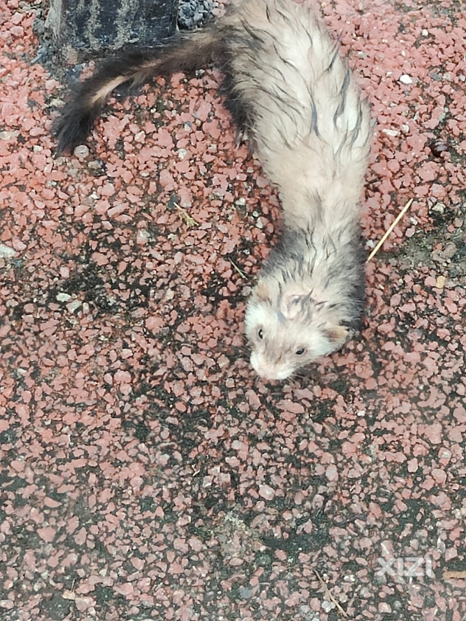 这个什么动物？猫咪？