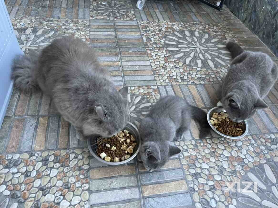 长毛蓝猫找新家