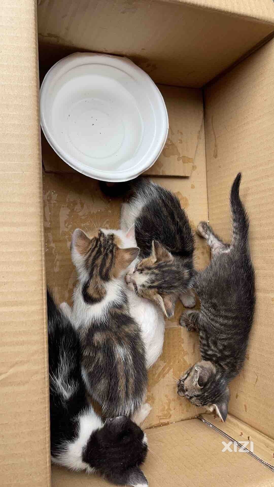 5只小猫咪有人要领养吗？