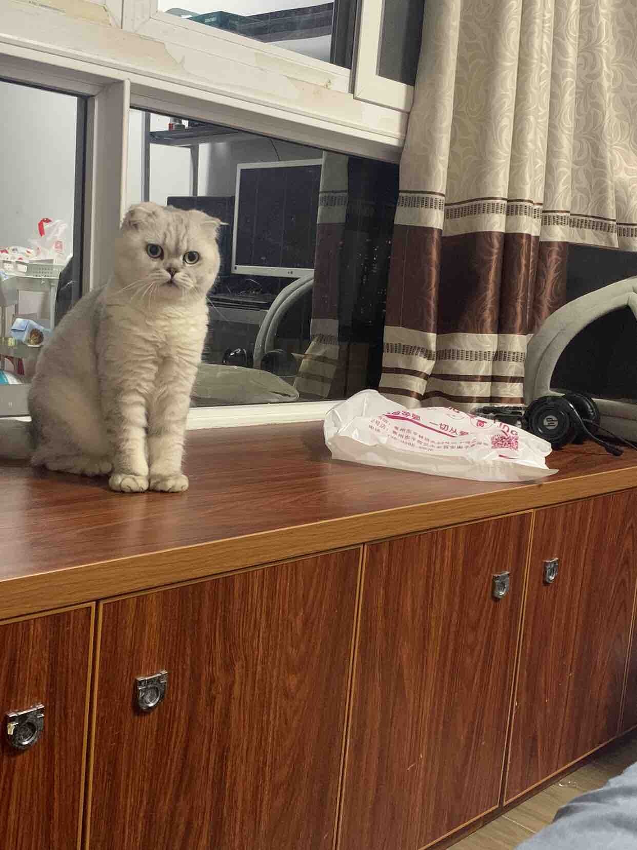 寻找爱猫人士女