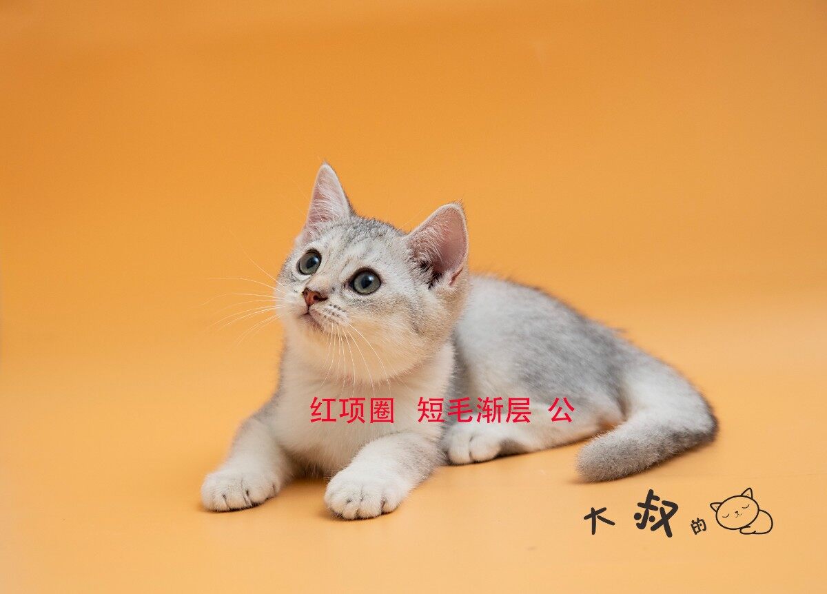 英短银渐层小猫找家长
