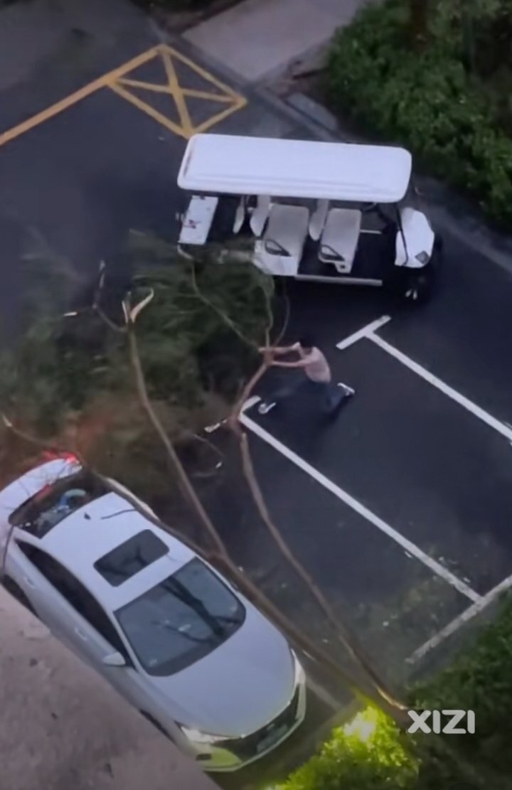 危险，台风天气大树底下停车！看这司机奋力掰树都累！