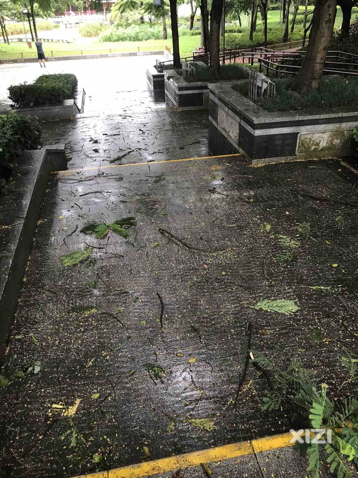 台风过后的小隐公园