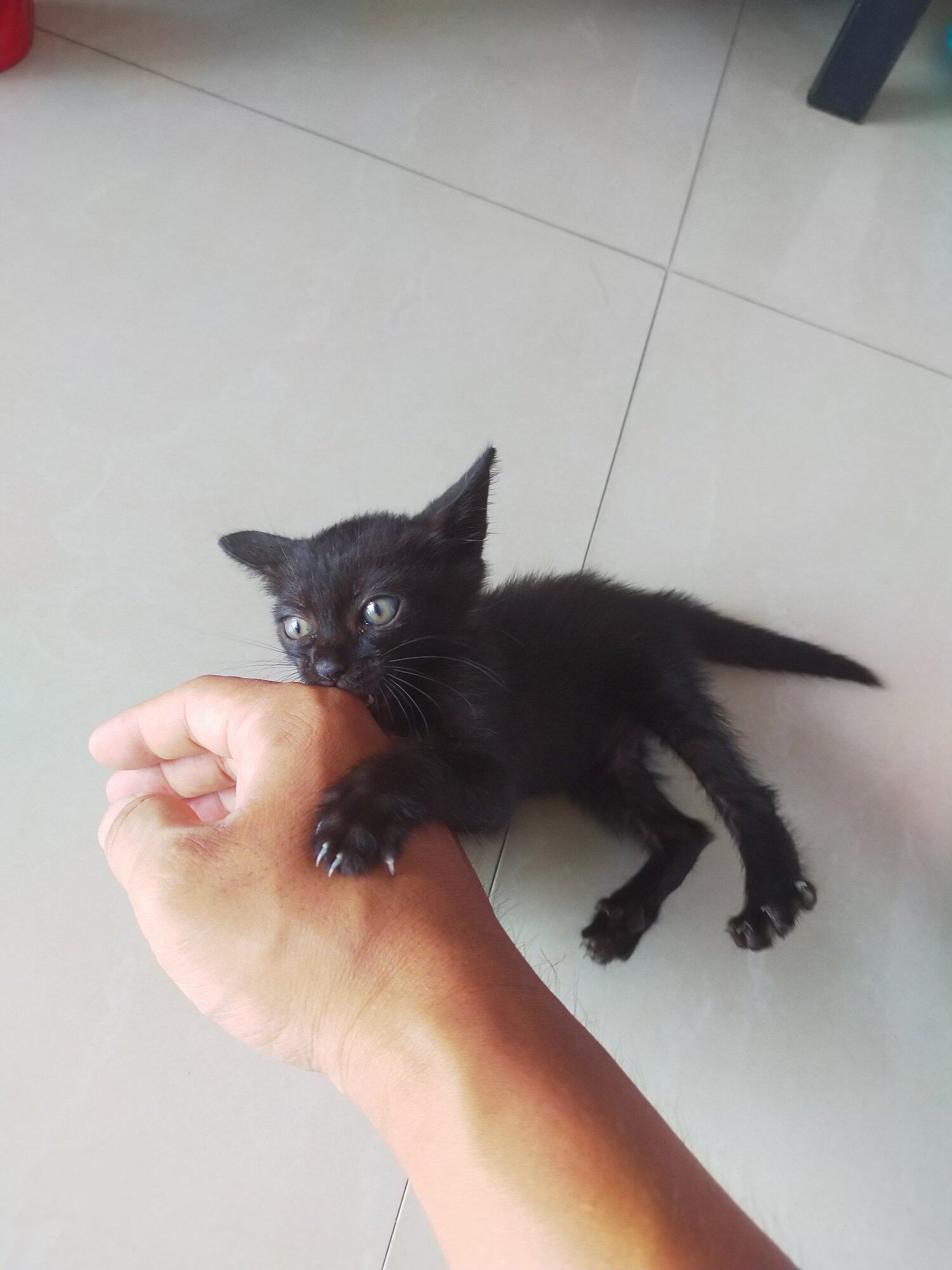 想收养小黑猫的进来