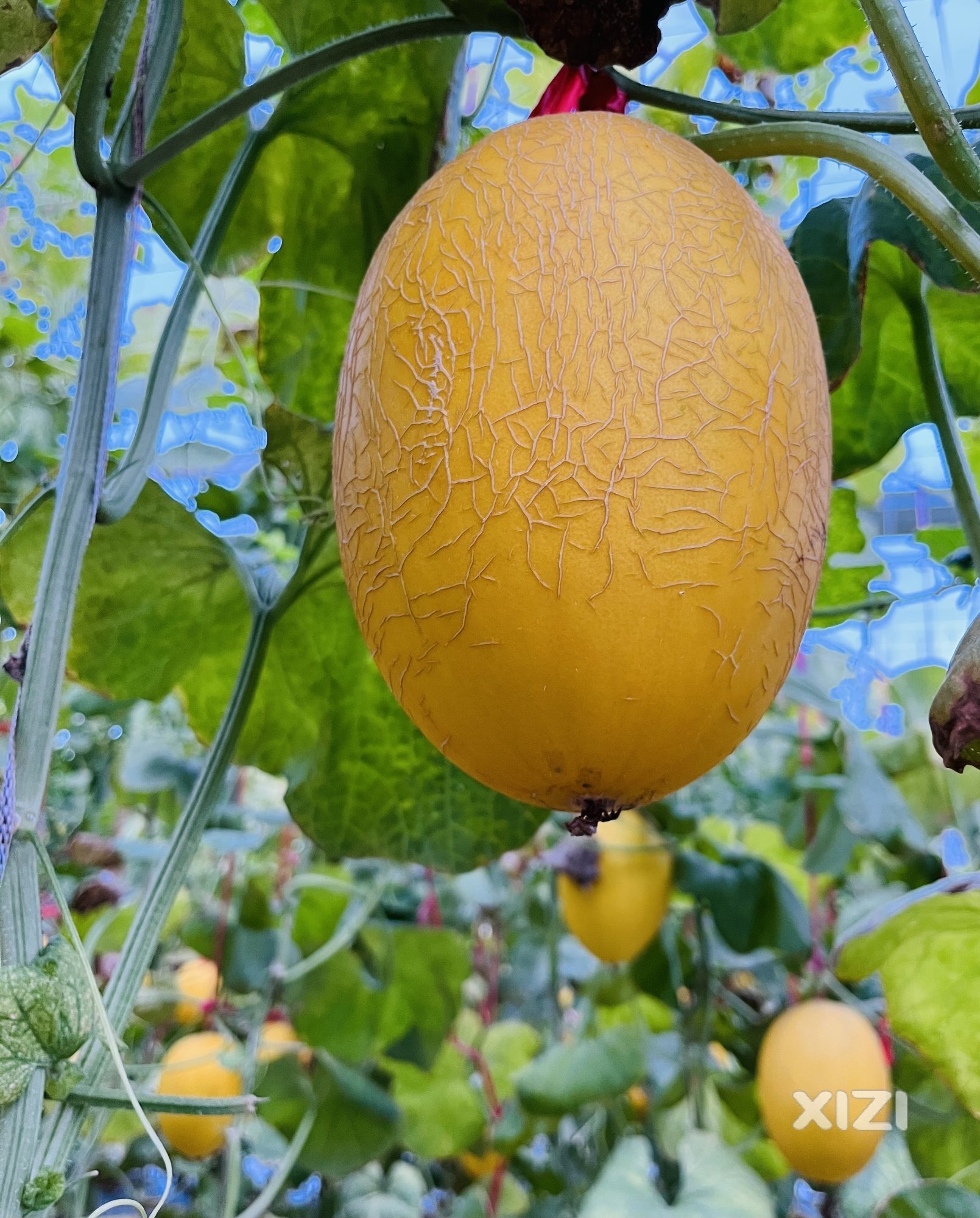 蜜瓜中的精品佼佼者---金香蜜瓜