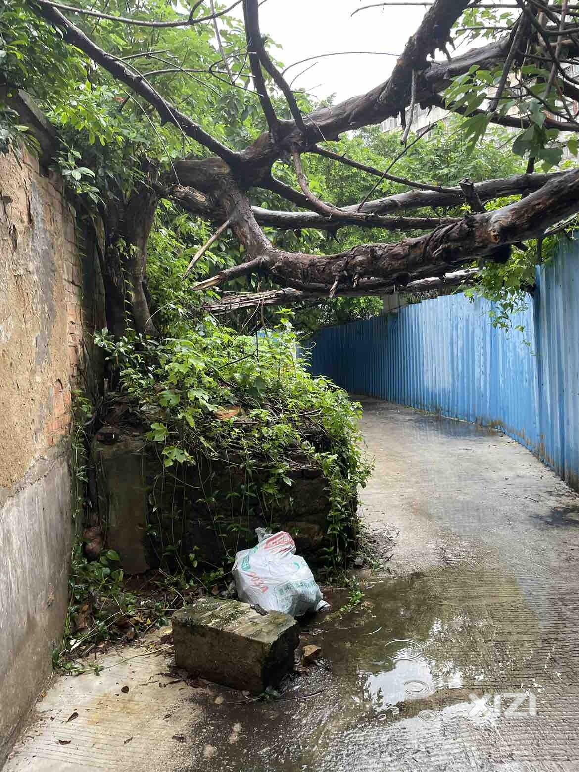 南坛横江一路一巷树倒下几个月没人管