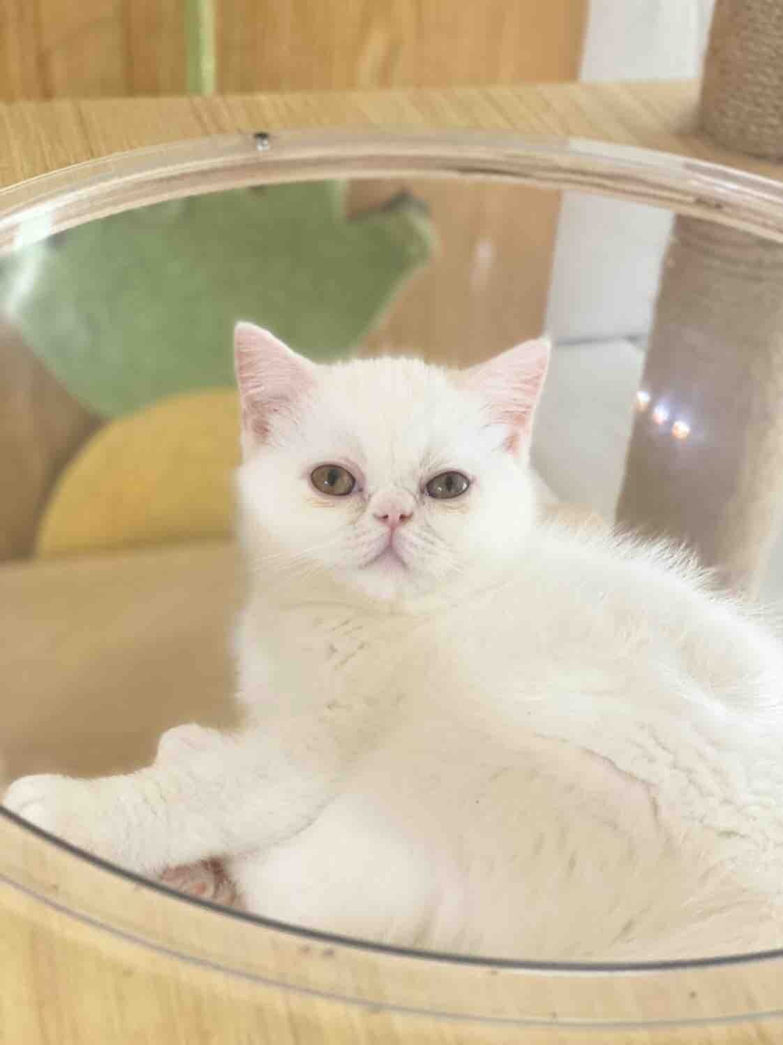 自家白色加菲猫找新家