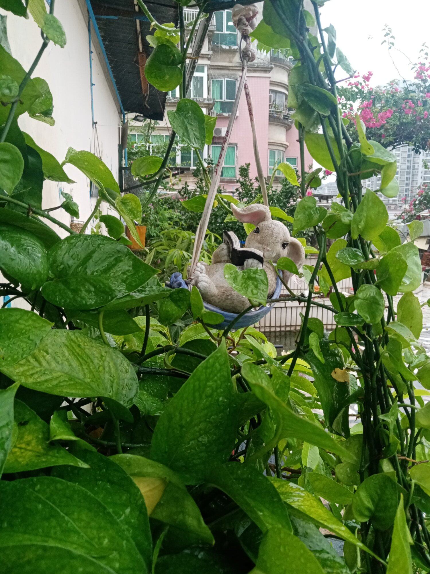 学做紫苏酱