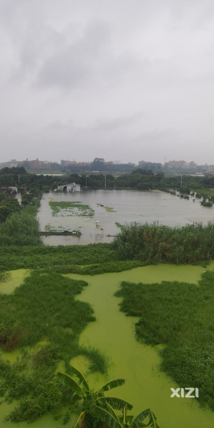 菜地变海了
