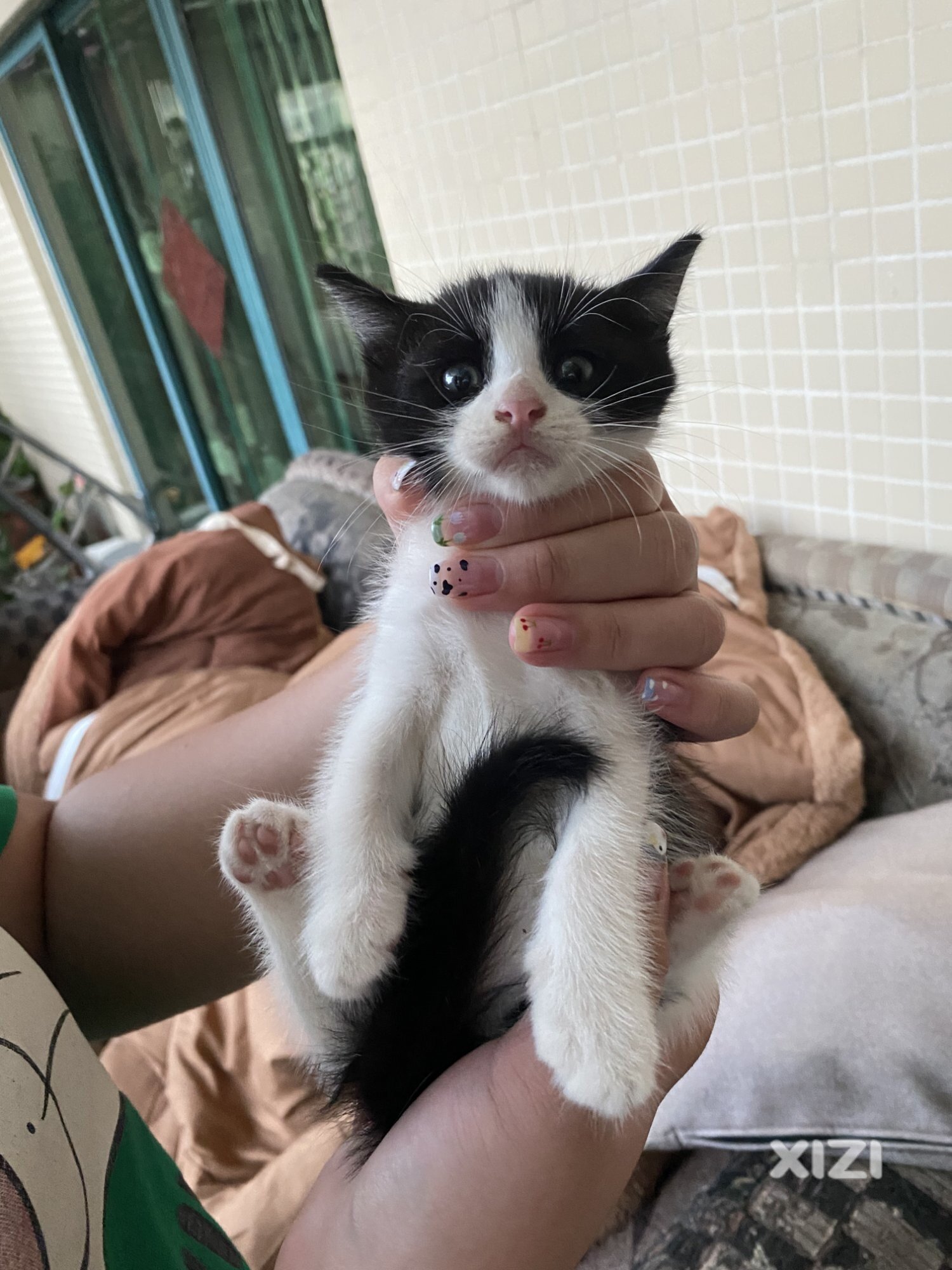 奶牛猫红包领养