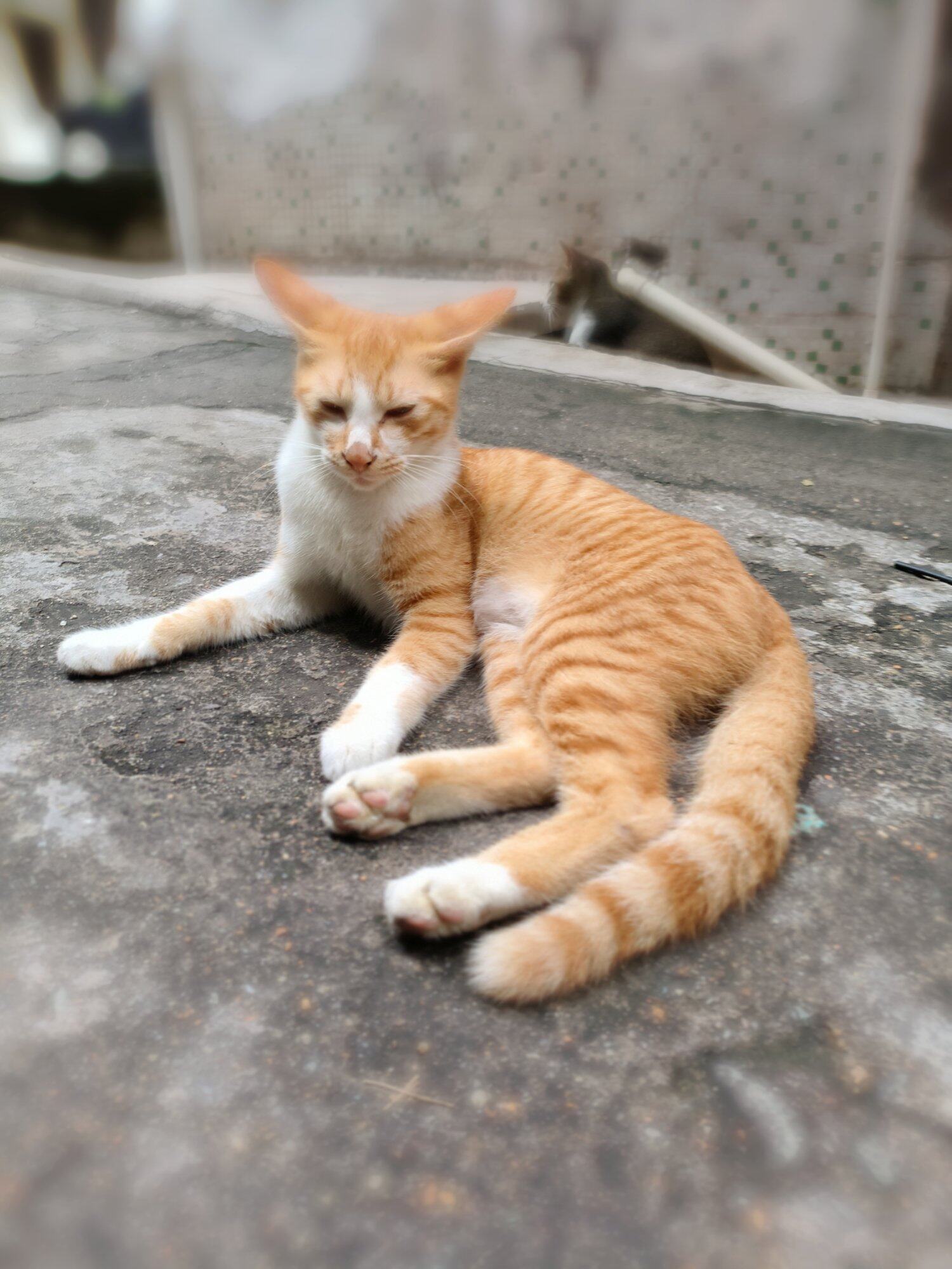 小可爱们