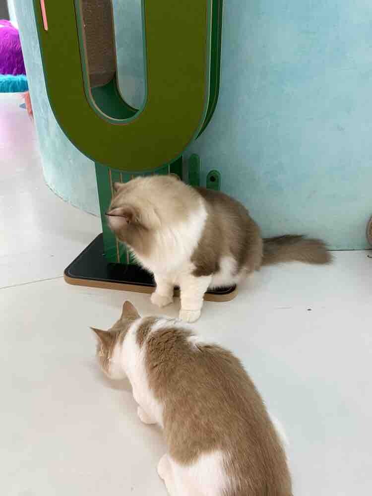 猫教授猫咖不错