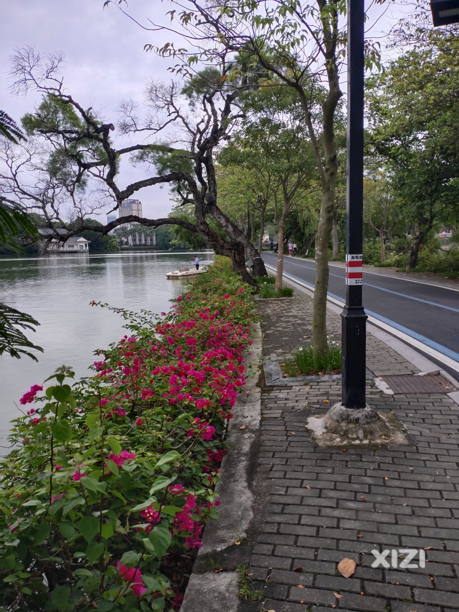 惠州市花
