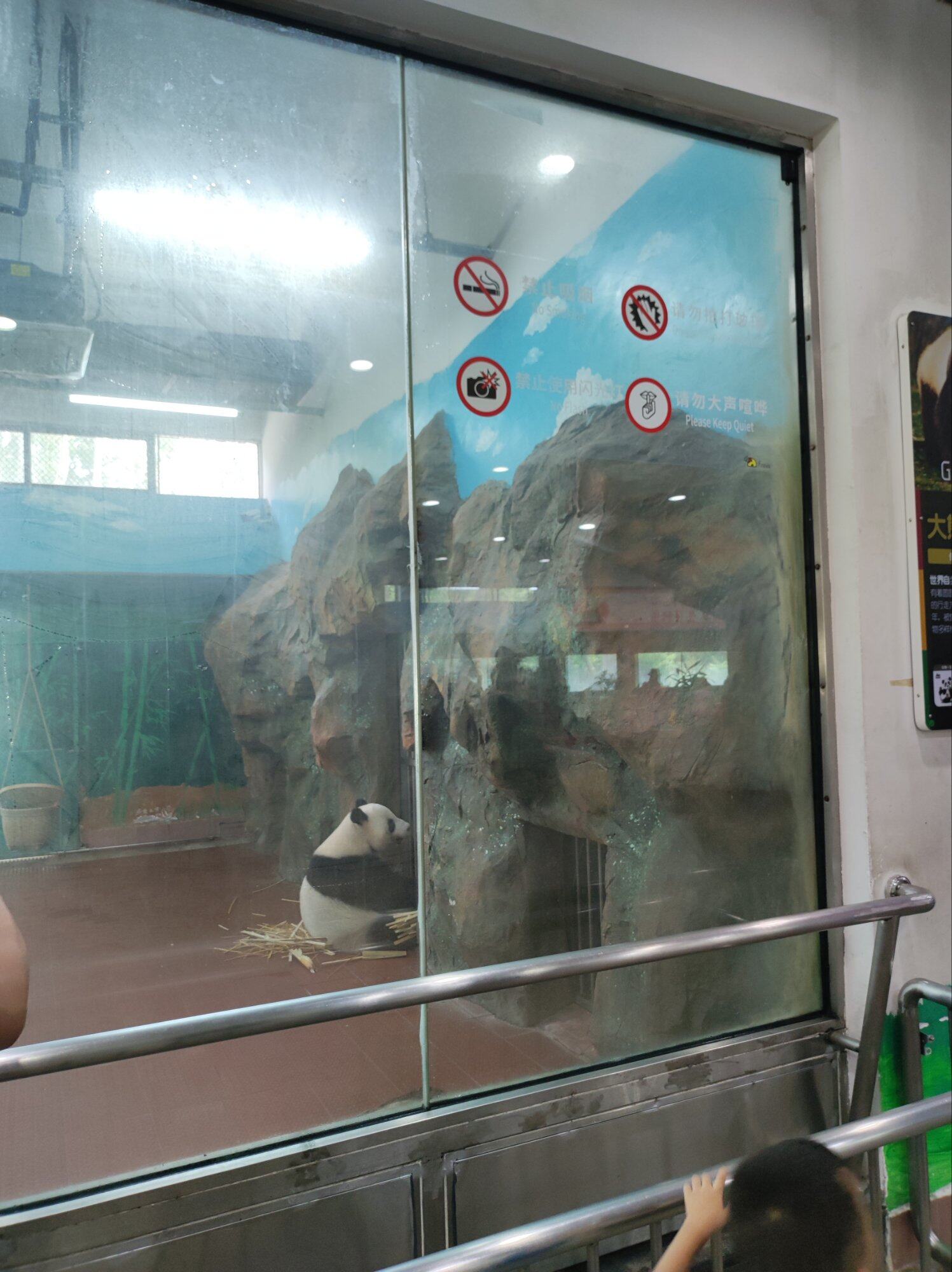 广州动物园的可爱熊猫