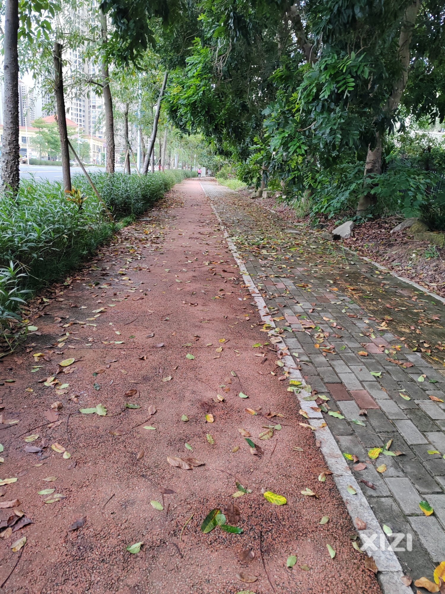 靠近凯旋城一期翠竹四路这条路常年不清扫道路