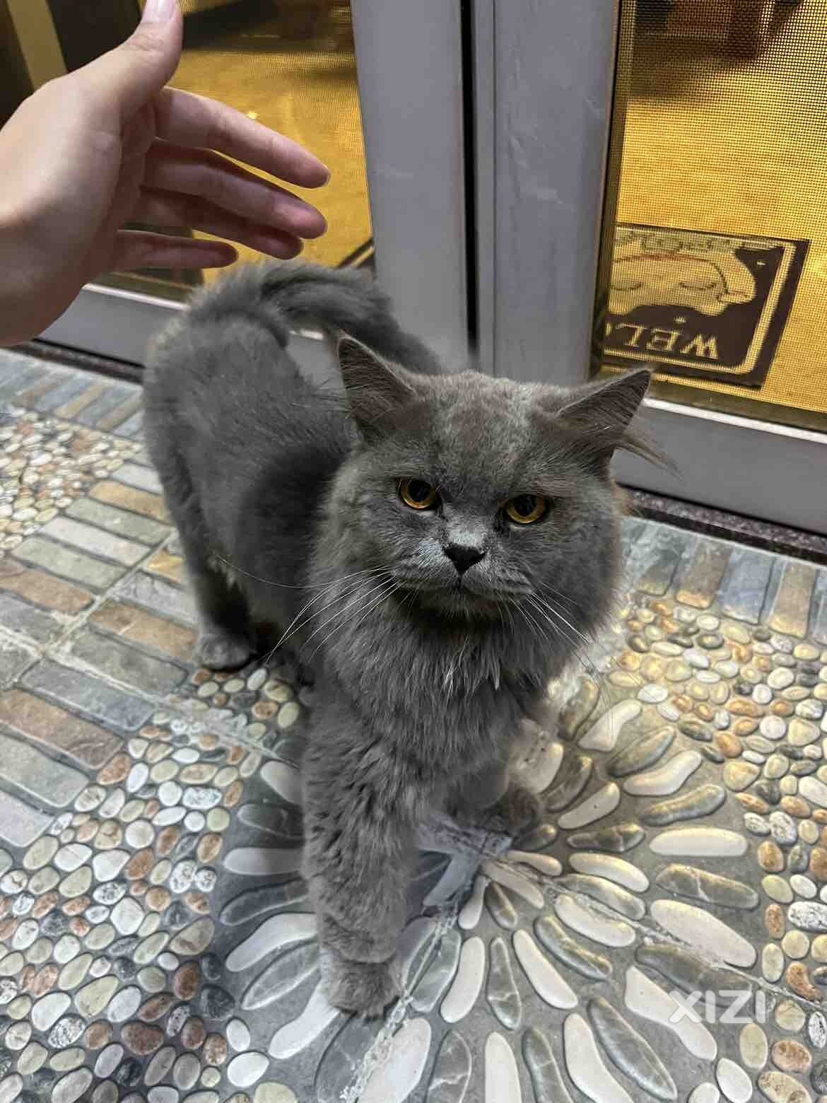 自养长毛蓝猫，性格温