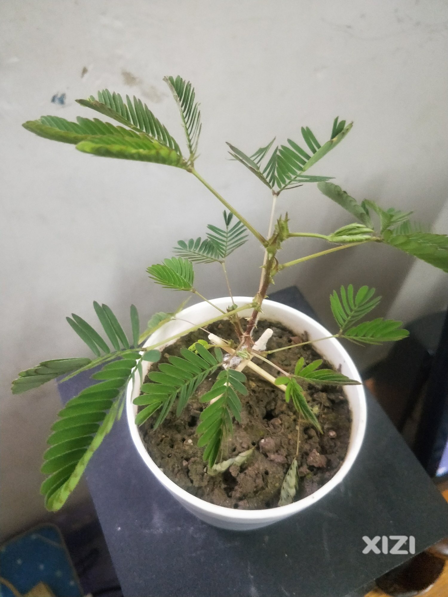 这草能令人掉头发？？