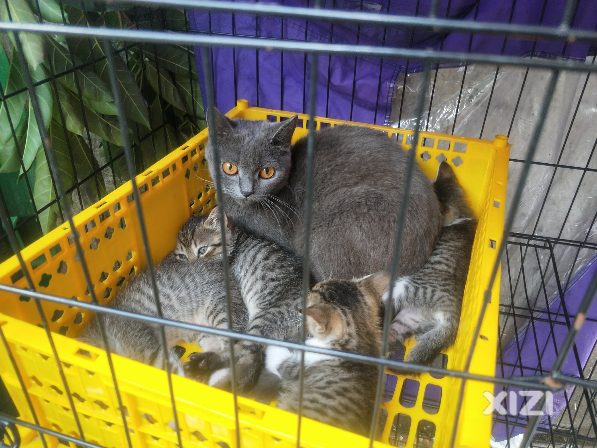 谁要猫。这里有几只。