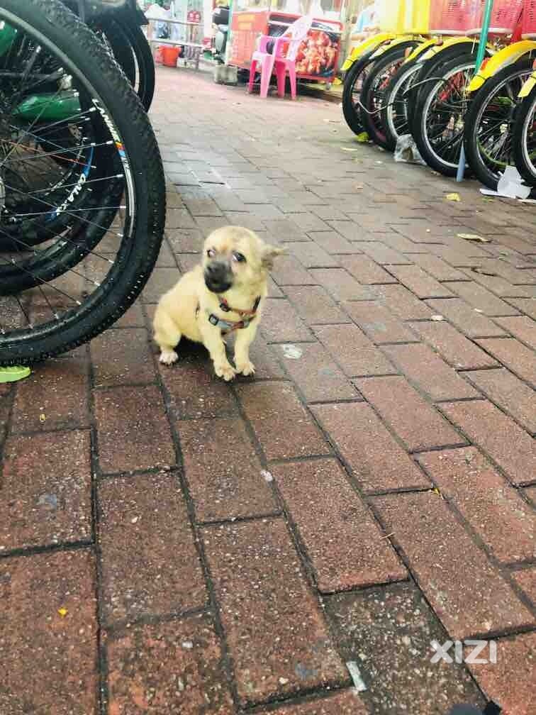 遗弃的小狗