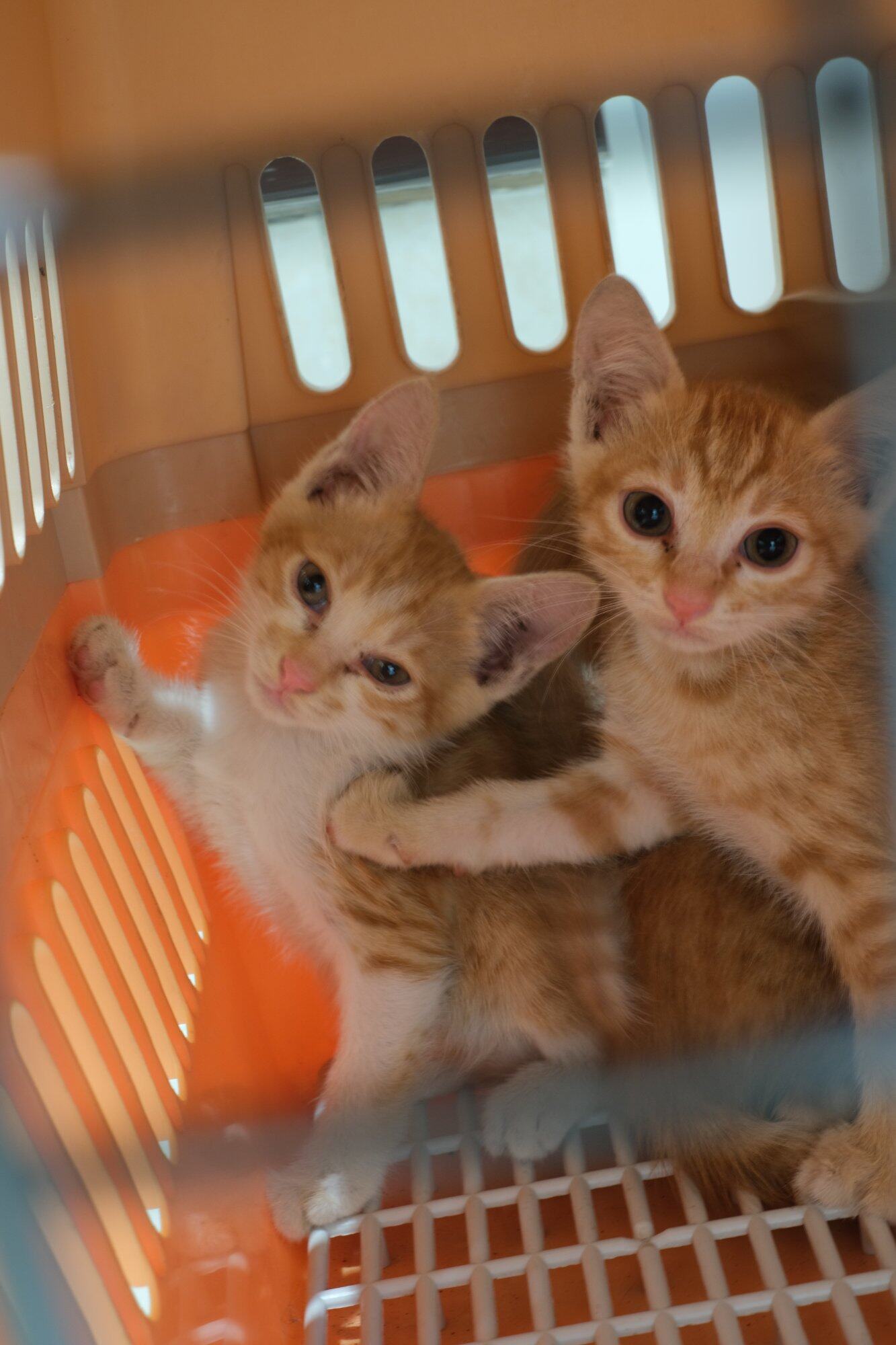 可爱小橘猫免费领养（4只噢）
