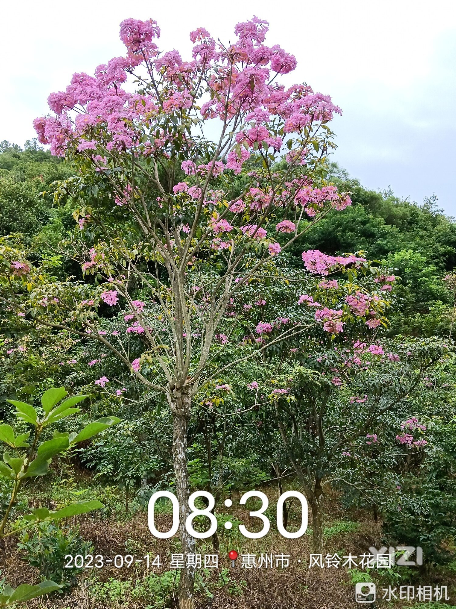 紫花风铃木又开花了