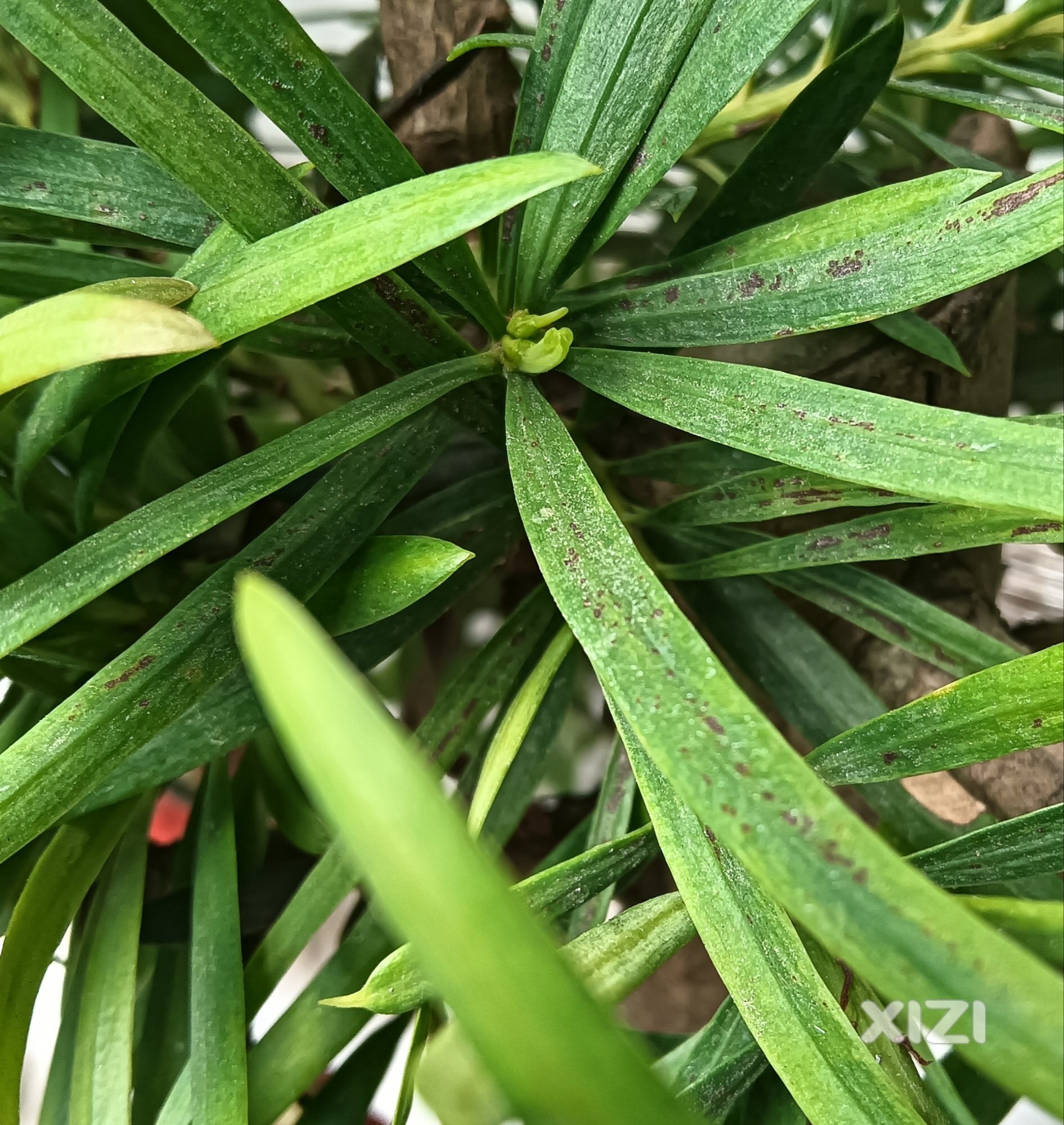 罗汉松