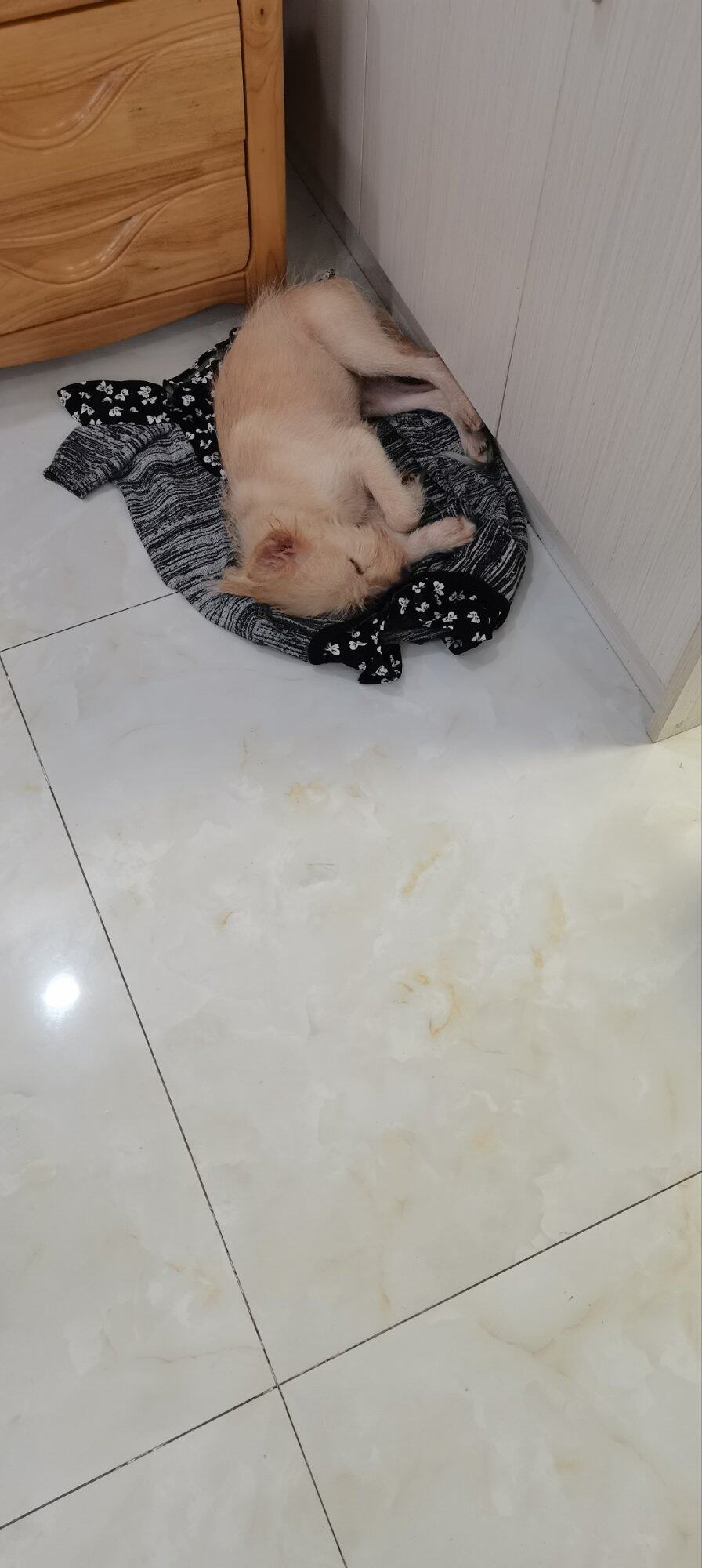 小狗狗找领养，不知啥品种