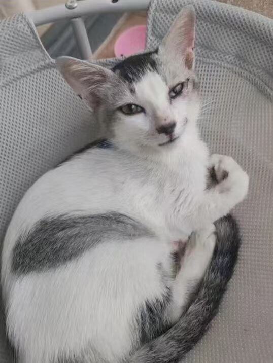 小猫咪免费领养