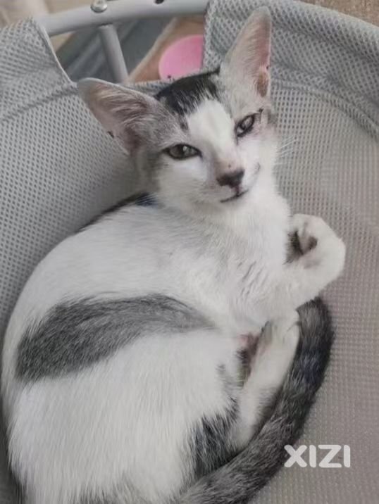 替小猫咪寻找爱心领养人士