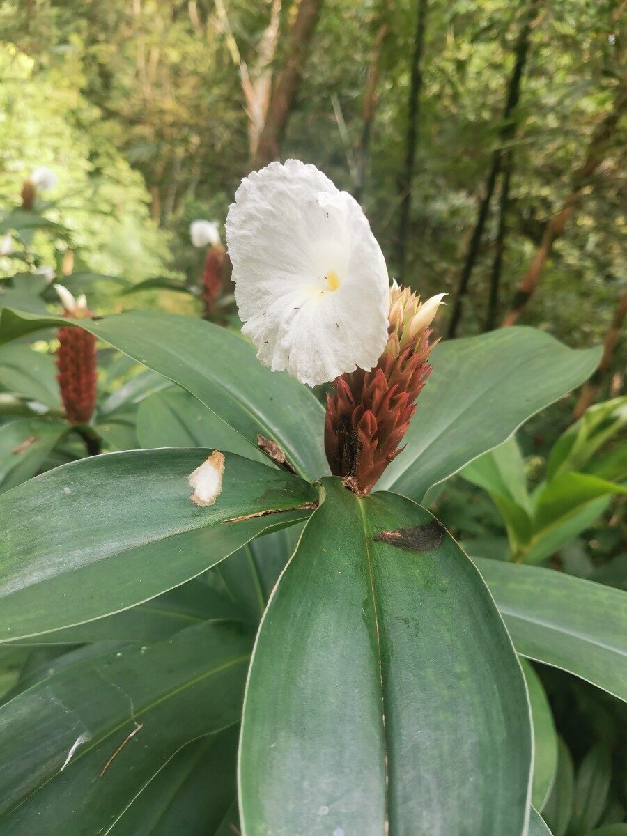 惠州植物园赏花记（9月中旬）