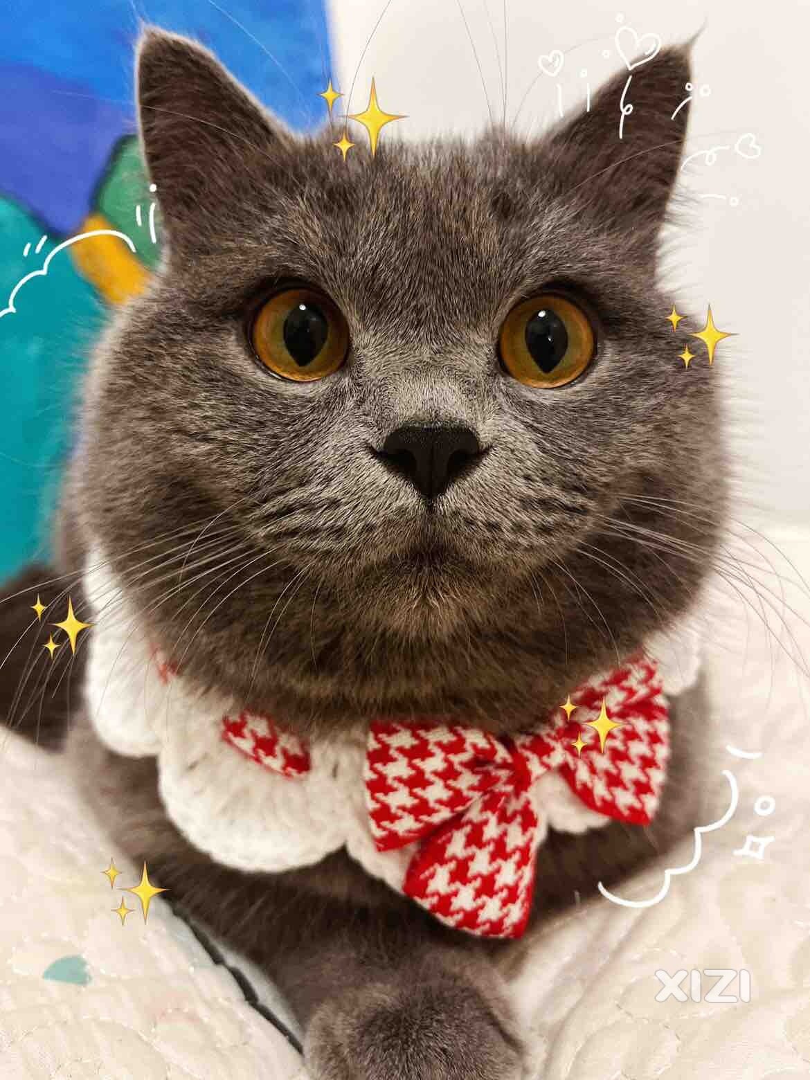 猫咪寻找新主人领养