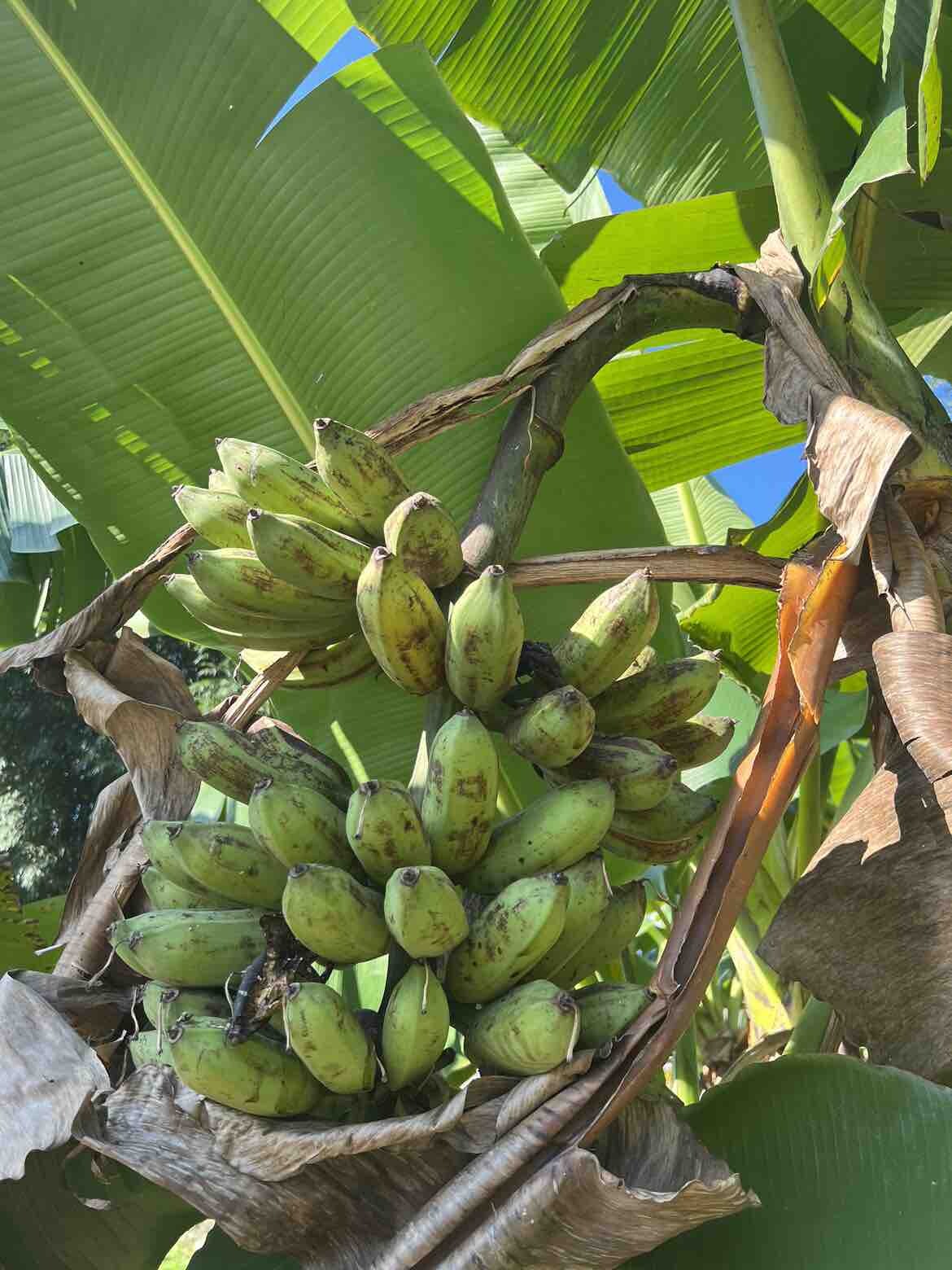 小动物们食谱：谷、米