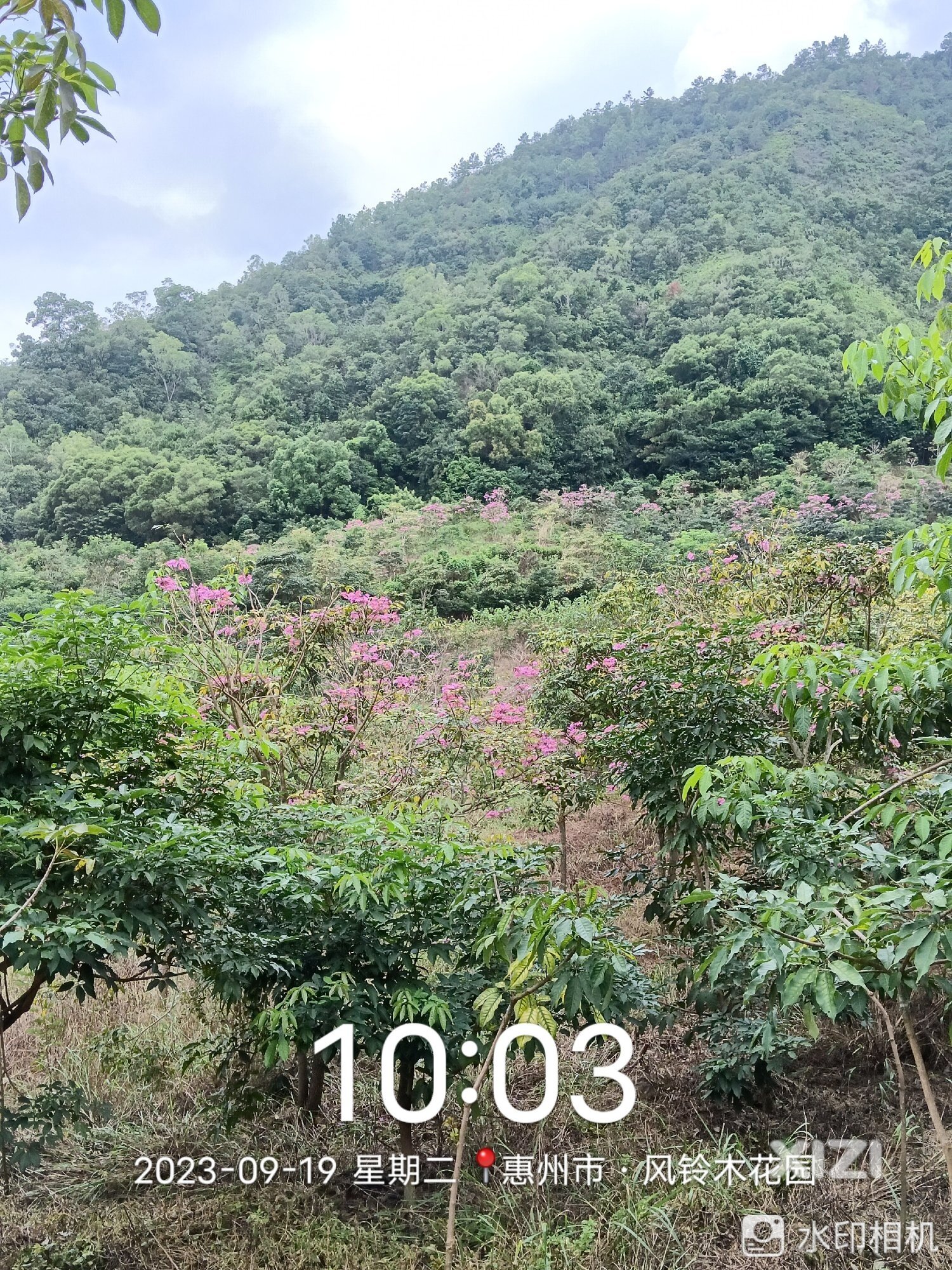 满山红