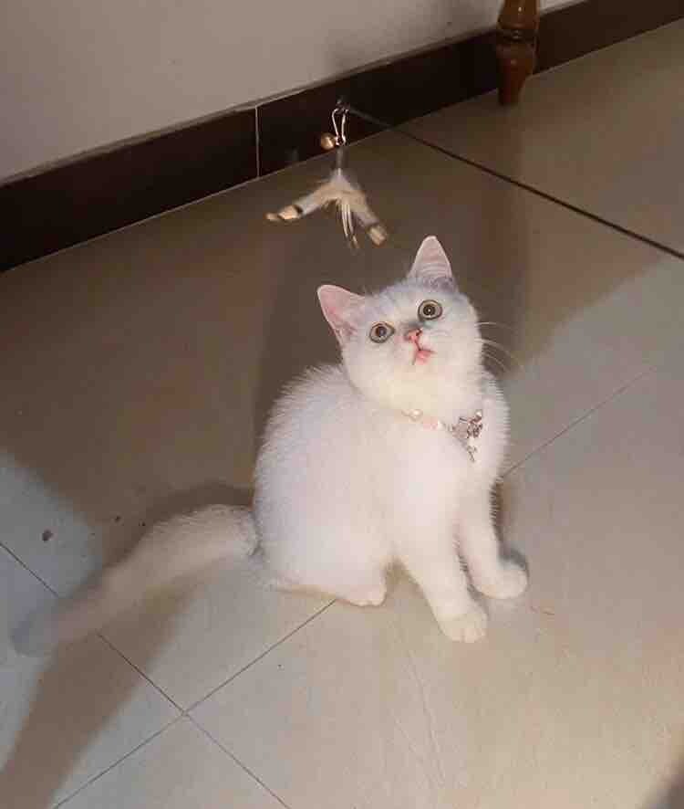 自己从小养大的仙气银渐层猫妹妹全款500元哈！真的不进来看看嘛？
