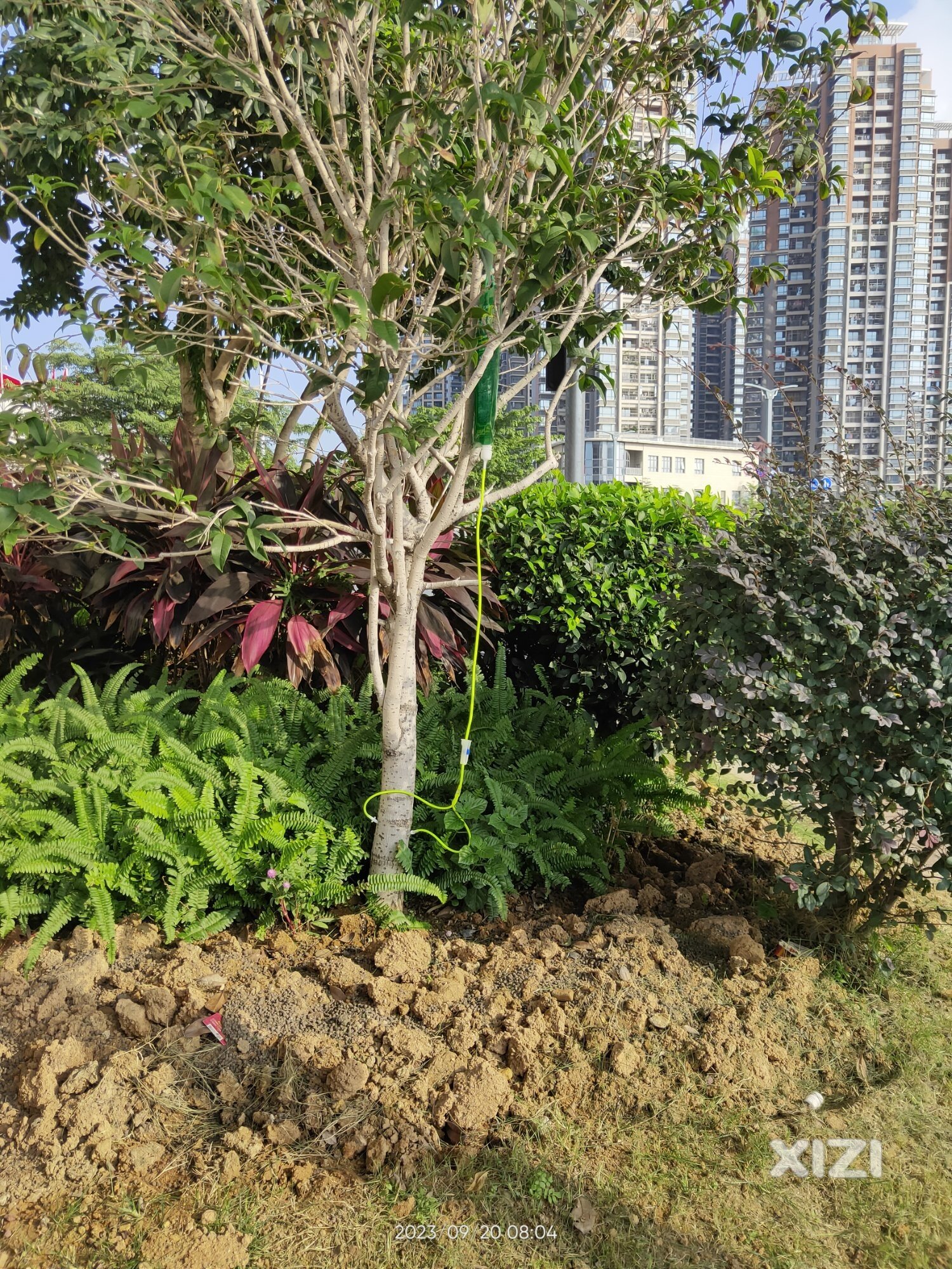 罕见给树打点滴
