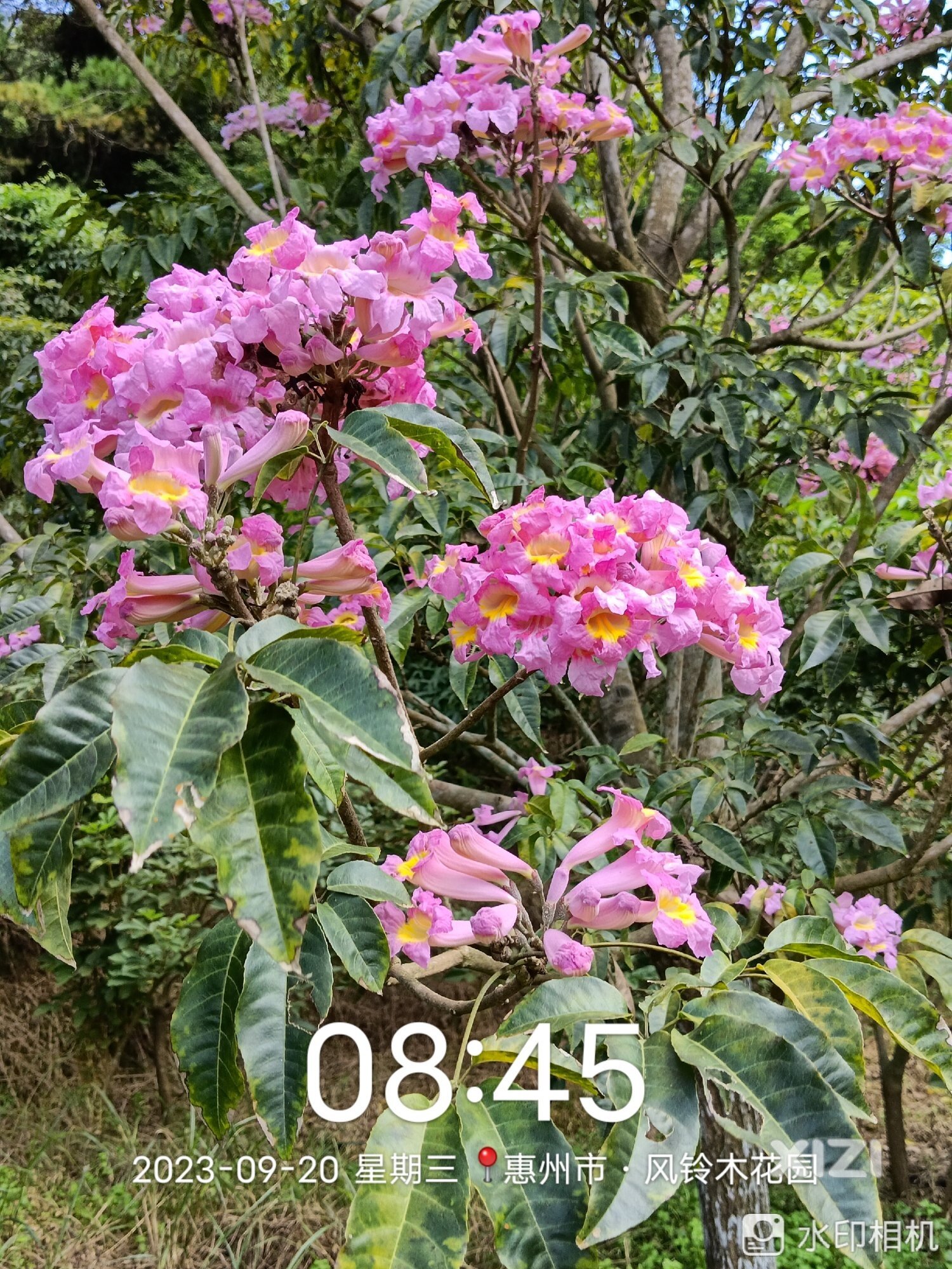 国庆红紫花风铃木，不下雨的话，一个星期后就非常漂亮了
