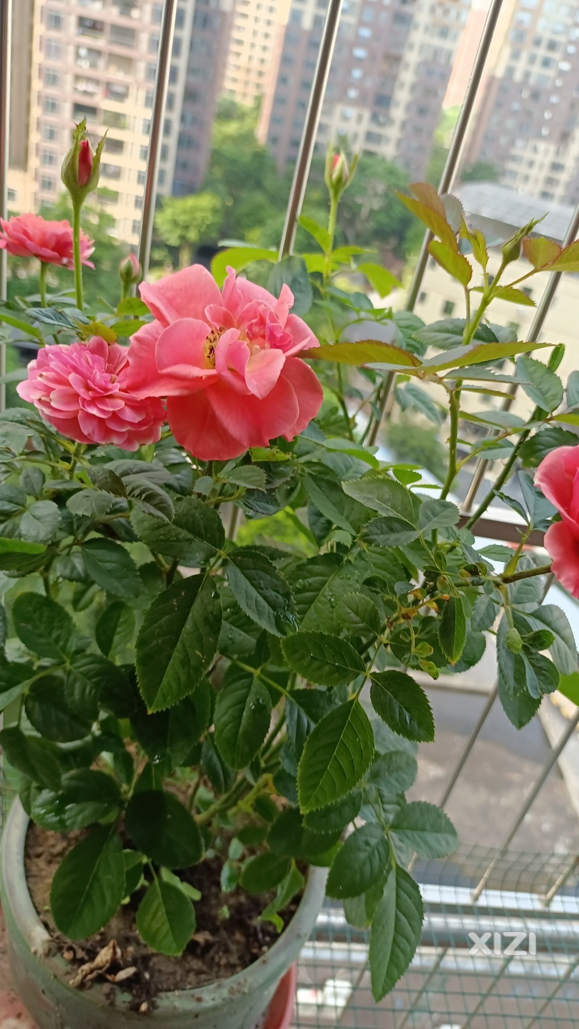 这个季节，花儿应该开
