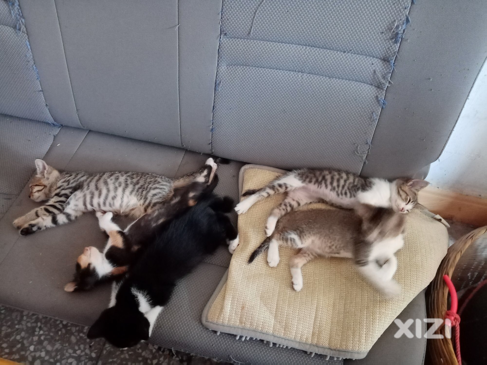 小猫咪找主人，有需要
