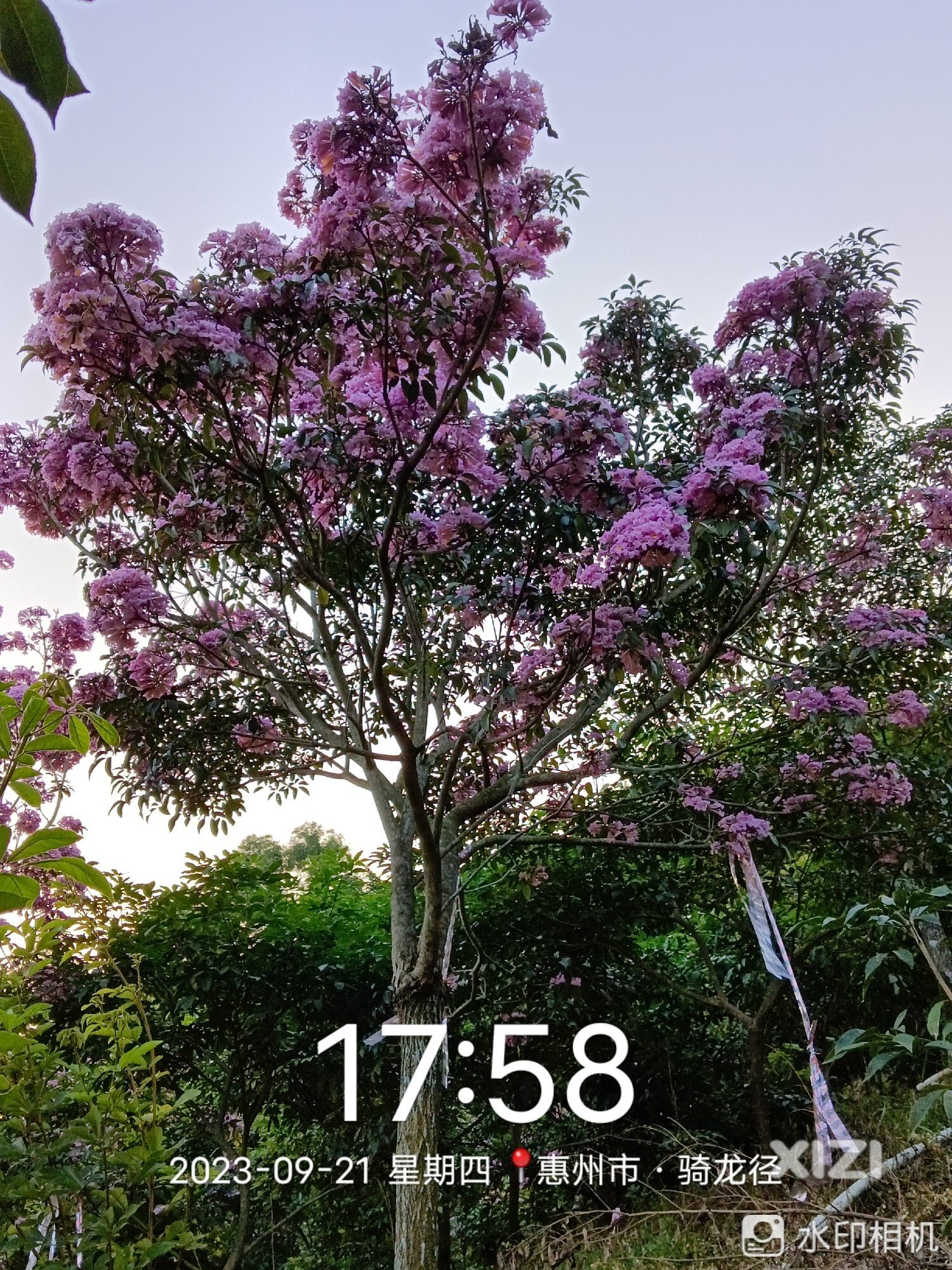 繁花似锦的国庆红