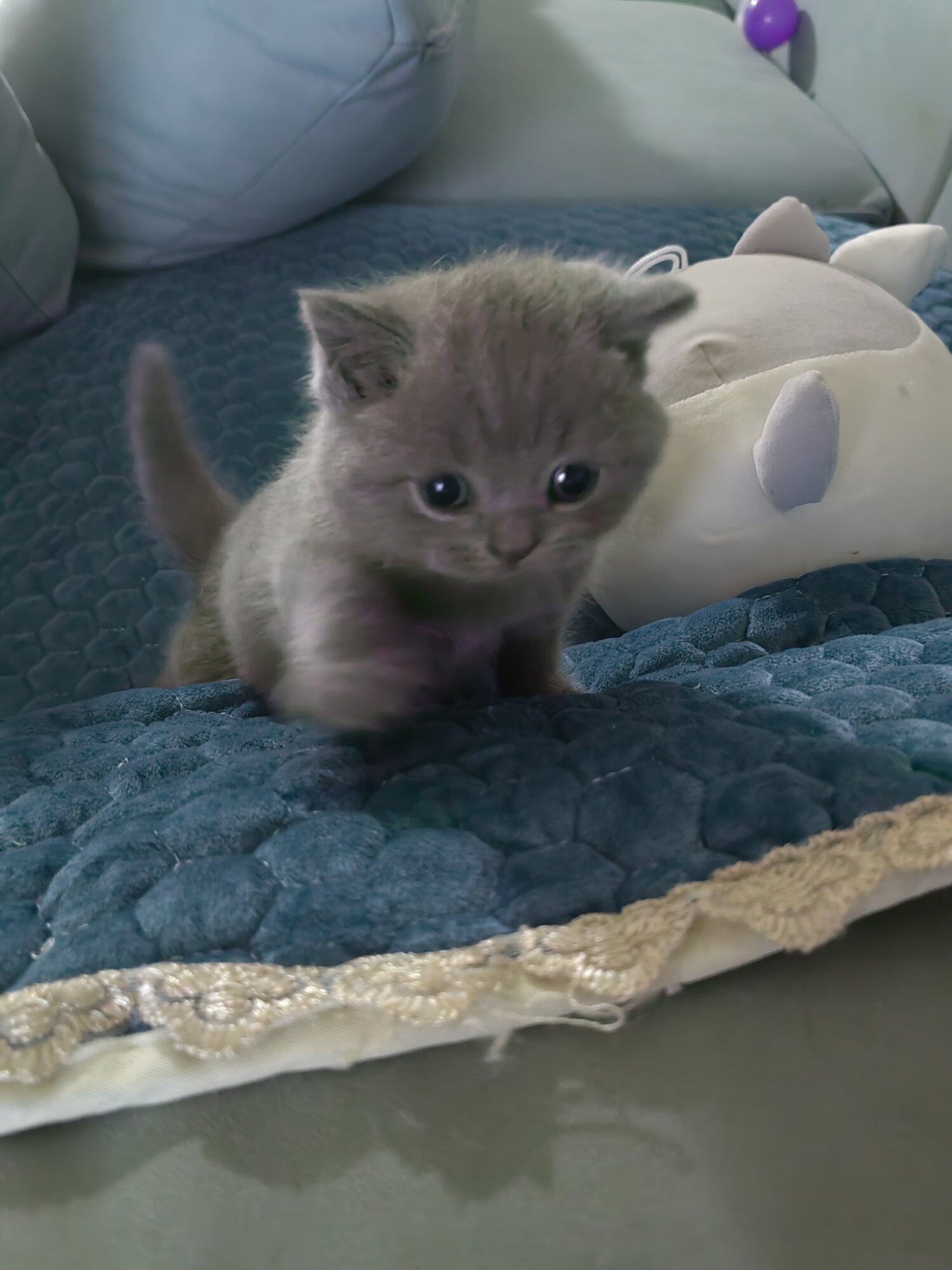 出售小蓝猫