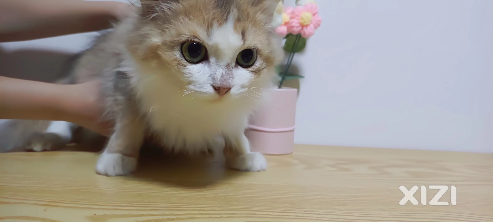 领养猫猫，疫苗双全，500-1000