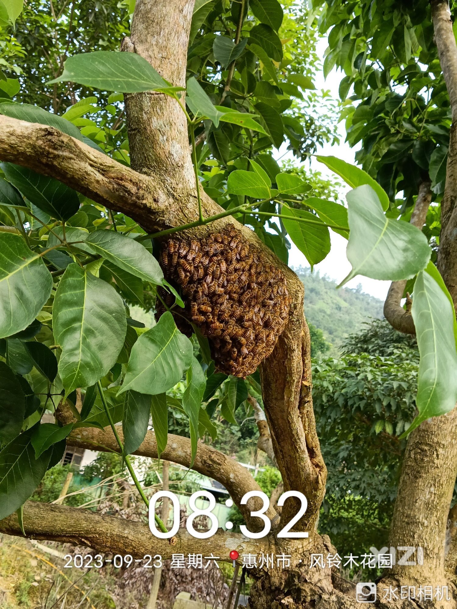 蜜蜂做窝