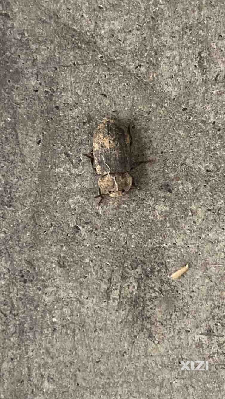这是什么昆虫