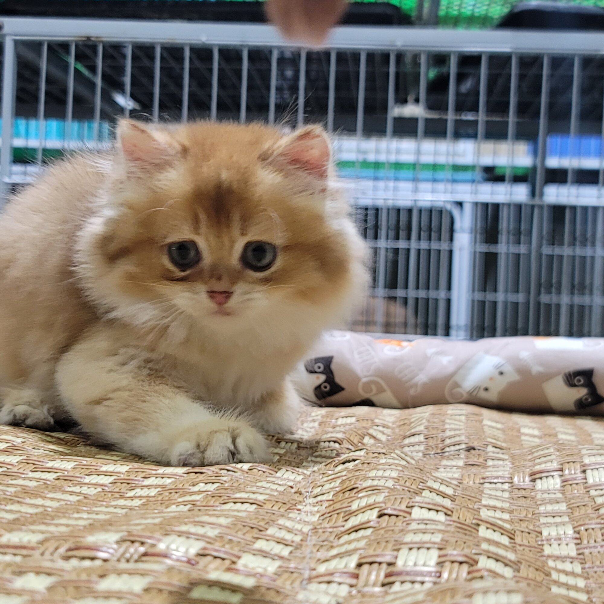 金渐层小猫出售，有兴