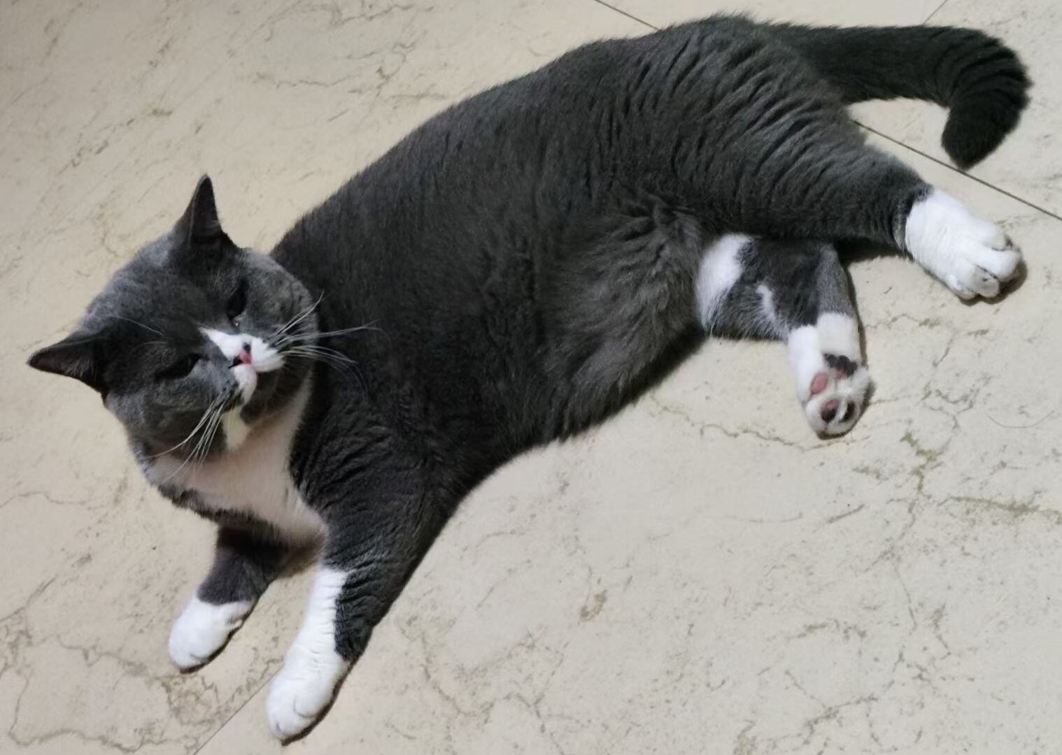 一只扮乖的猫咪（之二）