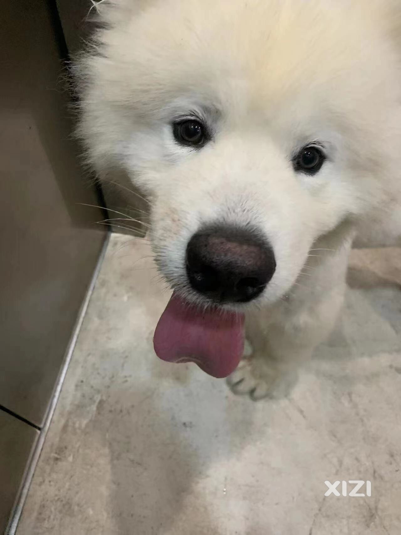 【萨摩耶领养】