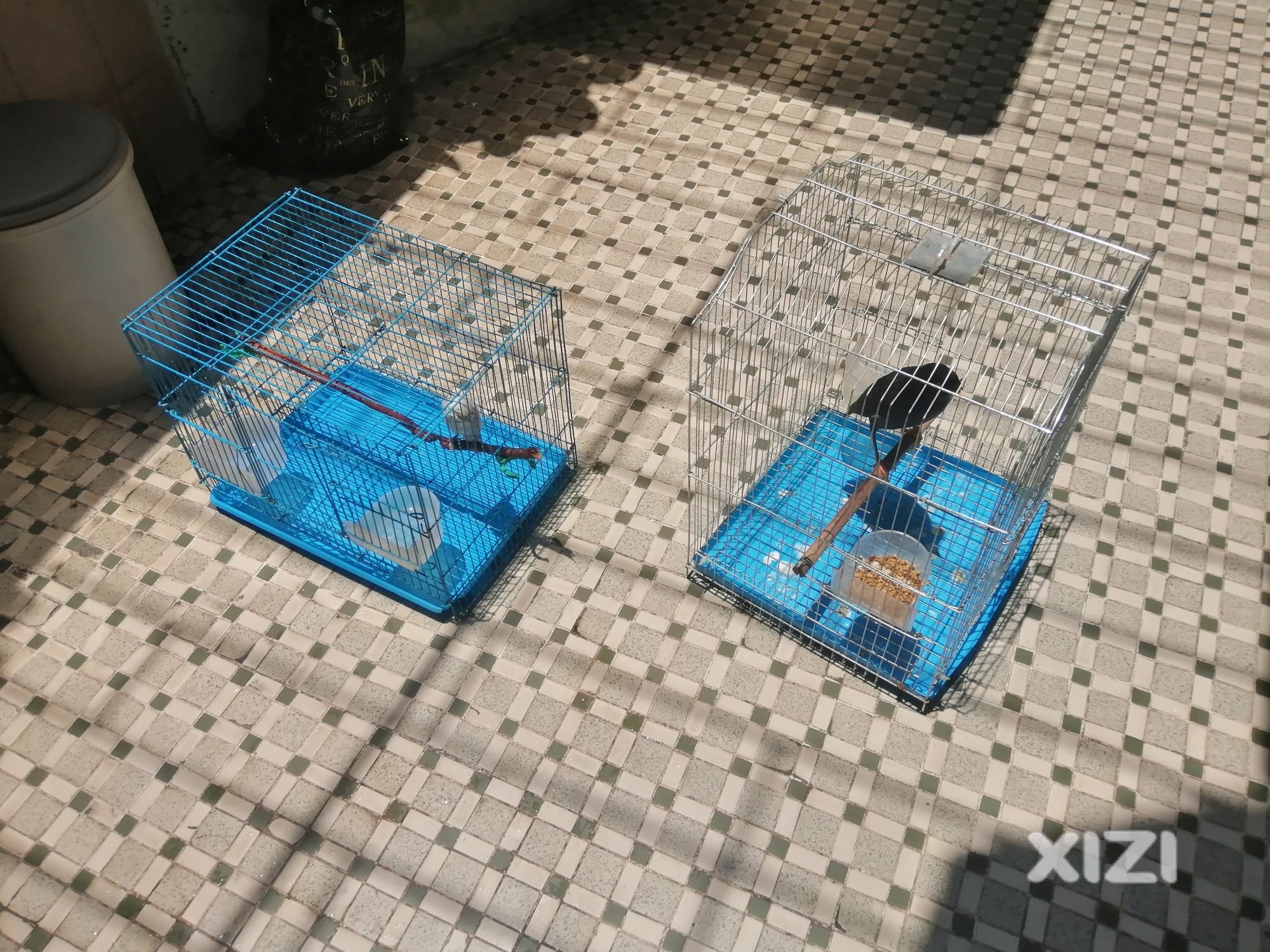两只鸟都会说话了