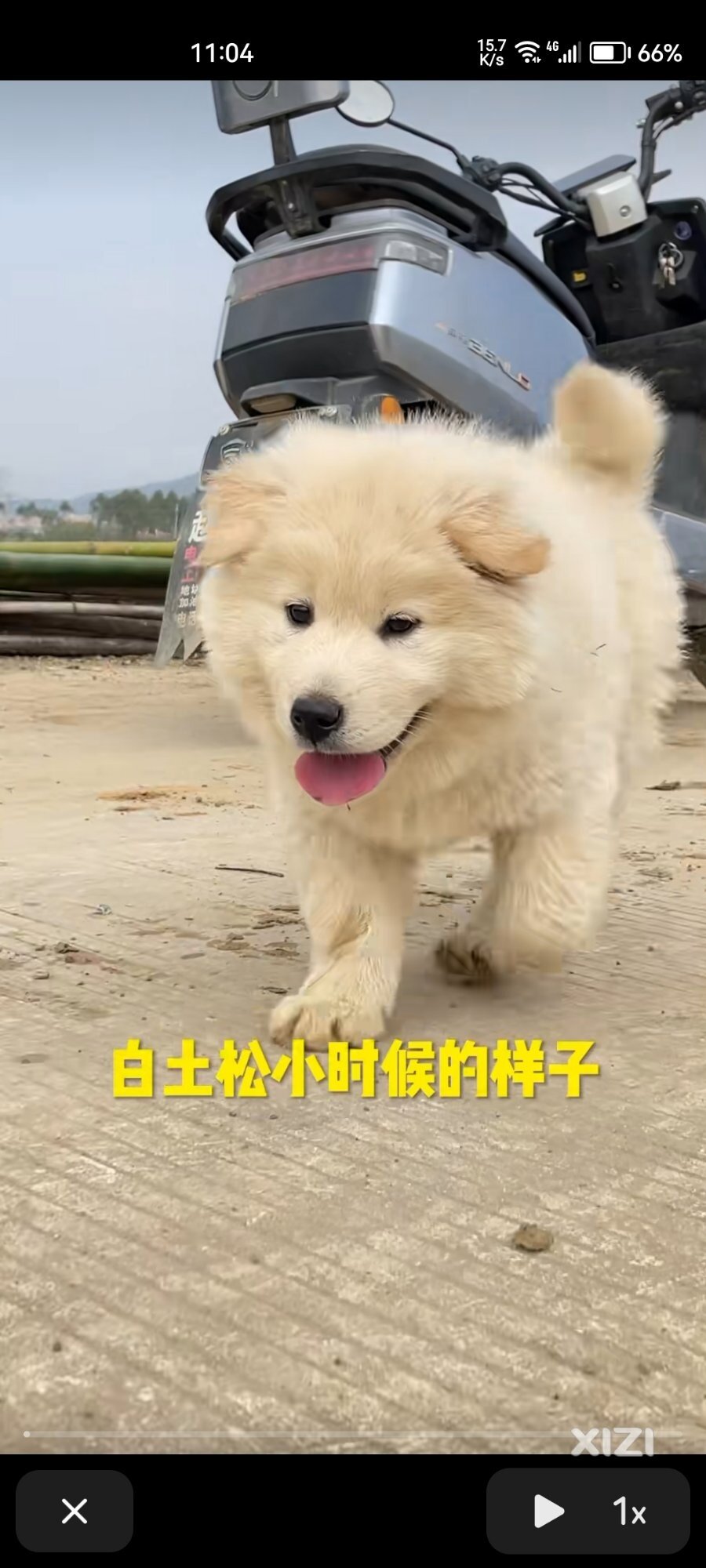 寻找白土松