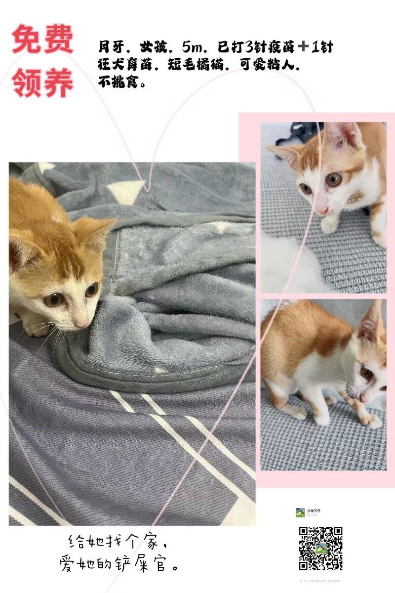 小猫咪免费领养