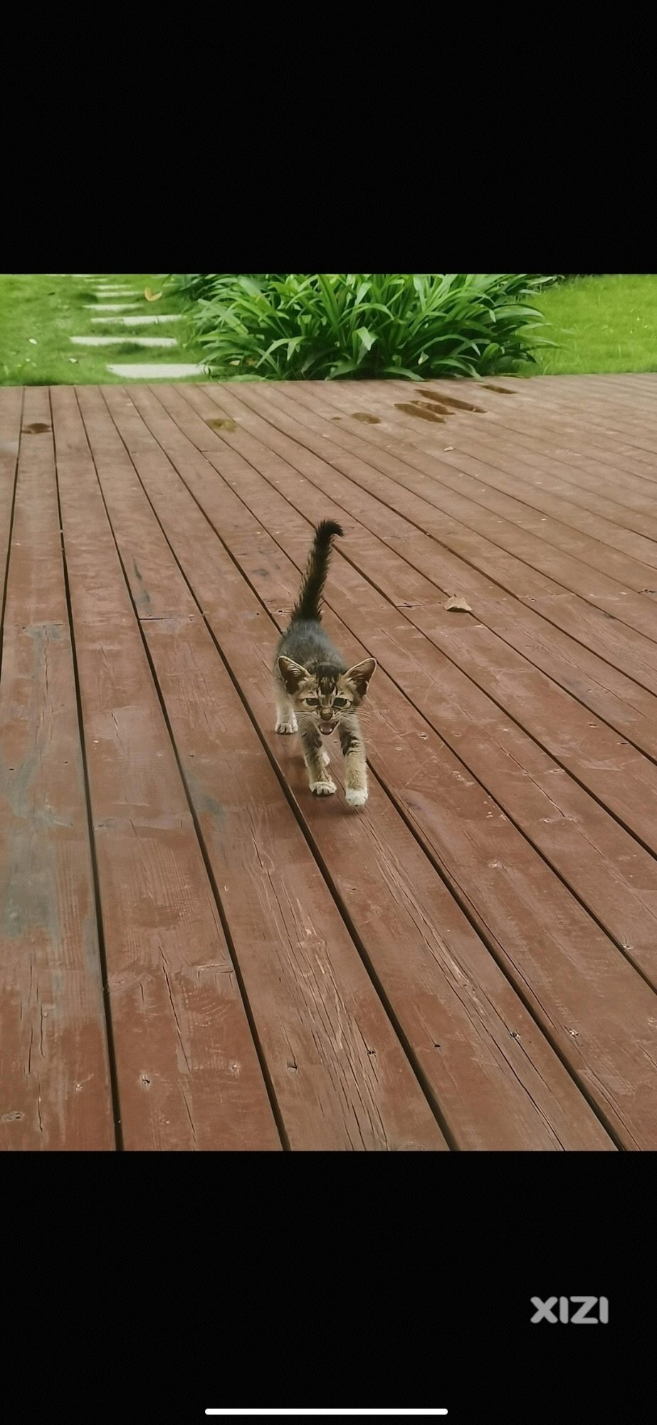 小猫咪求领养